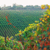LO strada del vino