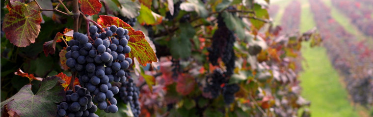 header Strade vini