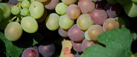 itinerari Lambrusco-e-bollicine small